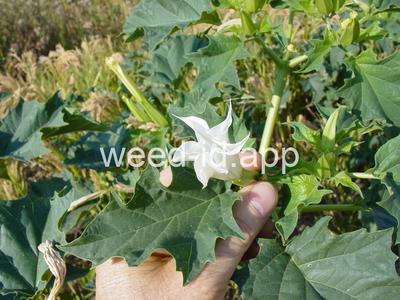 jimsonweed