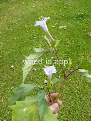 jimsonweed