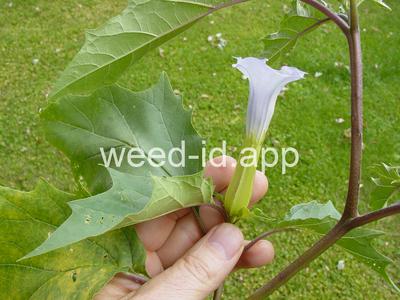 jimsonweed