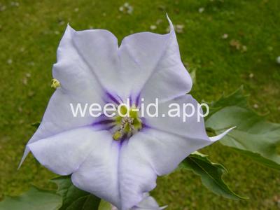 jimsonweed