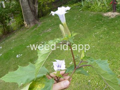 jimsonweed