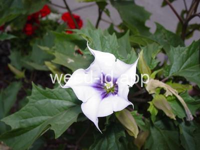jimsonweed