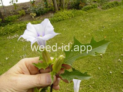 jimsonweed