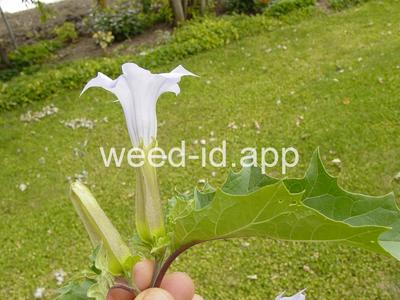 jimsonweed