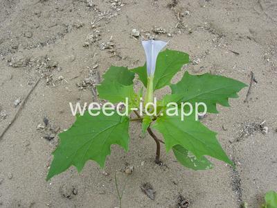 jimsonweed