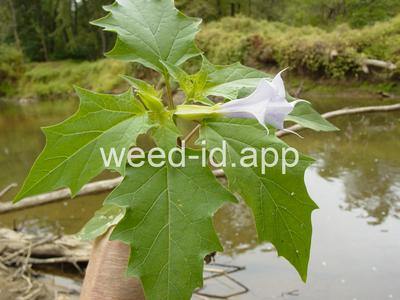 jimsonweed