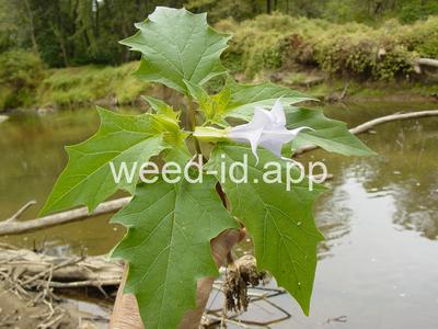 jimsonweed