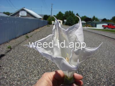 datura, sacred
