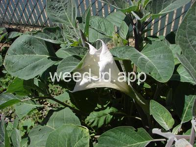 datura, sacred