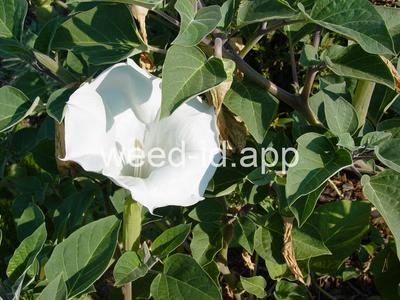 datura, sacred