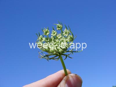 carrot, wild