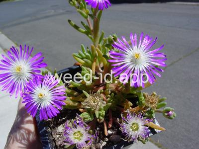 Delosperma floribunda