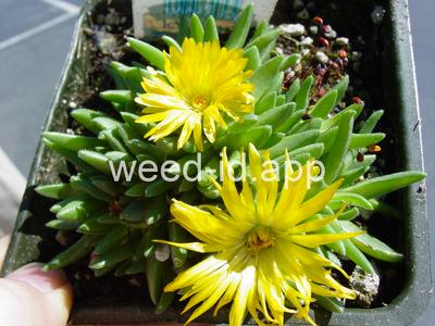 Delosperma nubigenum