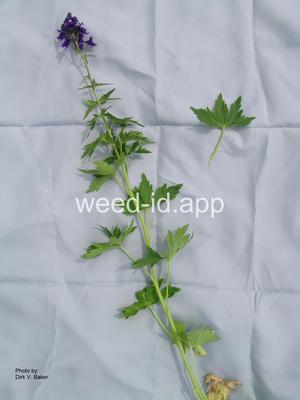 larkspur, tall eastern