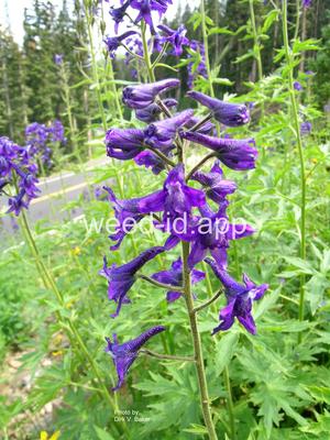 larkspur, tall eastern