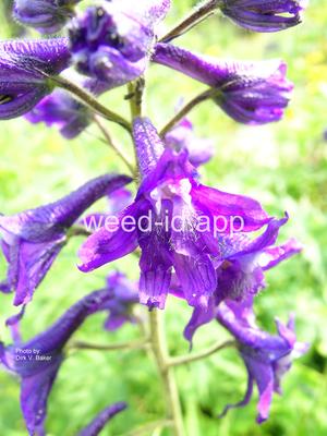 larkspur, tall eastern