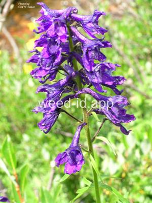 larkspur, tall eastern