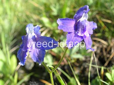 larkspur, two-color
