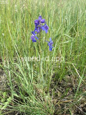 larkspur, two-color
