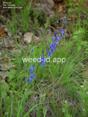 larkspur, plains
