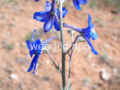 larkspur, Geyer