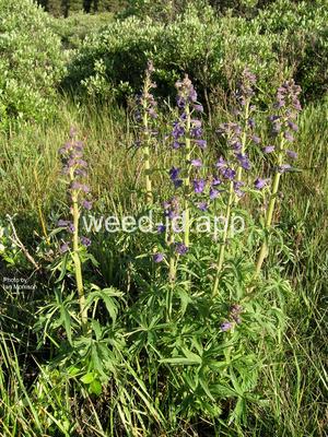 larkspur, waxy
