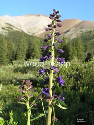 larkspur, waxy