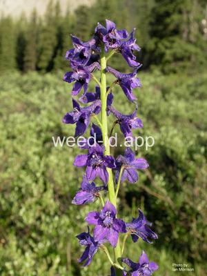 larkspur, waxy