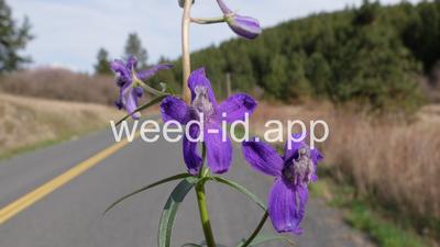 larkspur, low