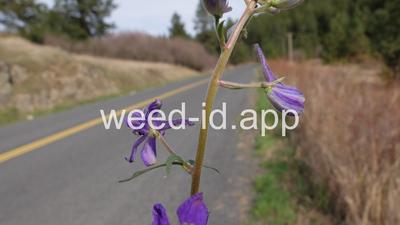 larkspur, low
