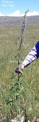 Delphinium occidentale