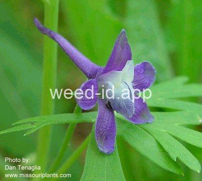 larkspur, dwarf