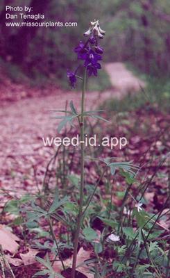 larkspur, dwarf