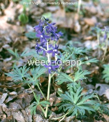 larkspur, dwarf