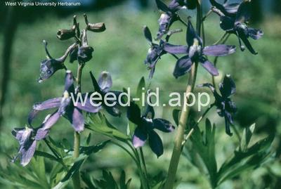 larkspur, dwarf