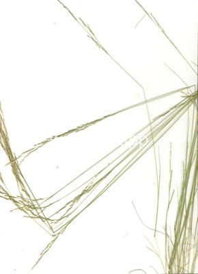 Deschampsia elongata