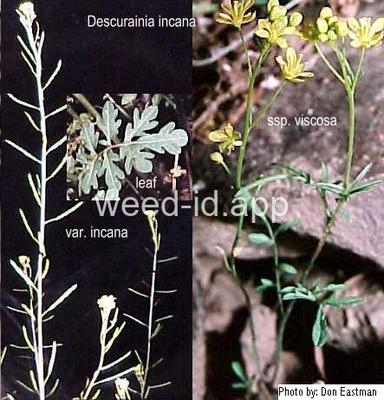 tansymustard, Richardson