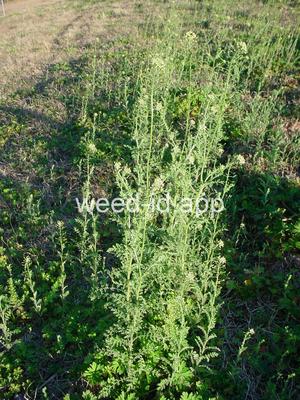 tansymustard, pinnate