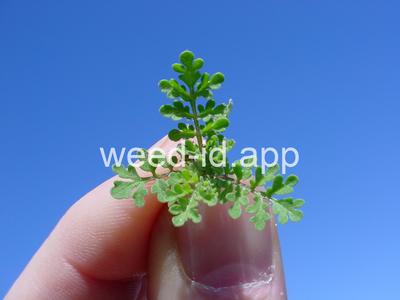 tansymustard, pinnate