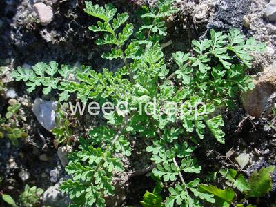 tansymustard, pinnate