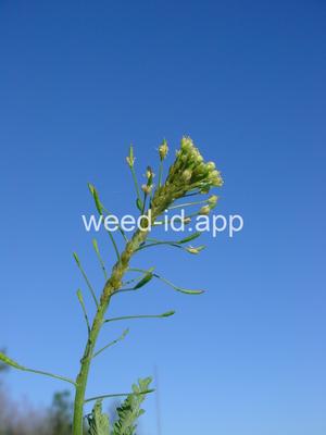 tansymustard, pinnate