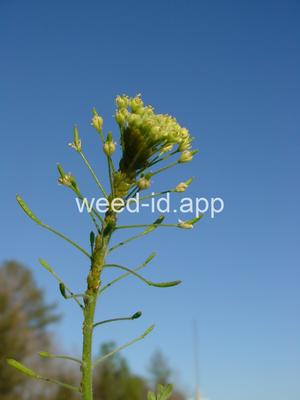 tansymustard, pinnate