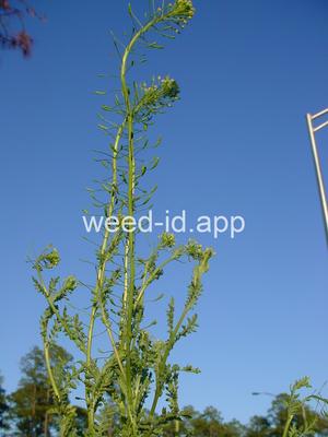 tansymustard, pinnate