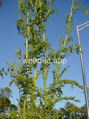 tansymustard, pinnate