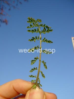 tansymustard, pinnate