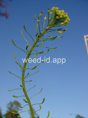 tansymustard, pinnate