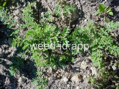 tansymustard, pinnate