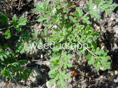 tansymustard, pinnate