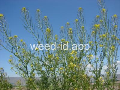 flixweed