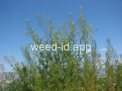 flixweed